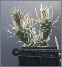 Paper Spine Cactus LIVE PLANT —NOT SEEDS Tephrocactus articulatus papyracanthus