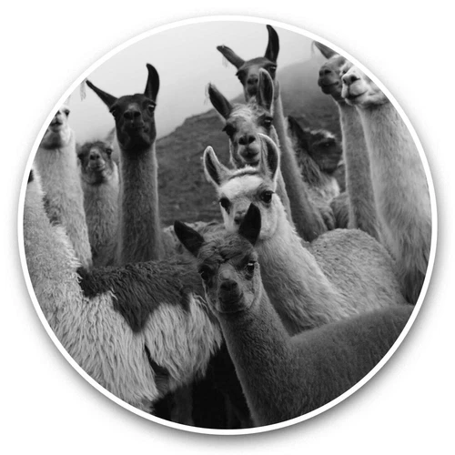 2 x Vinyl Stickers 20cm (bw) - Herd of Funny Llama Alpaca  #35533