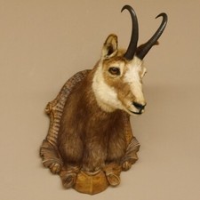Gamsbock Gamshaupt HL 22,5 cm Kopf Präparat geschnitztem Trophäenschild 85.13.58