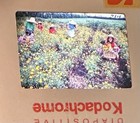 Kodak Lot of 50+ 1980's Shots Of Island Flowers And Natives 35mm Slides Africa — photo 3
