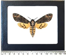 Acherontia styx Silence of the Lambs death’s head moth Thailand framed
