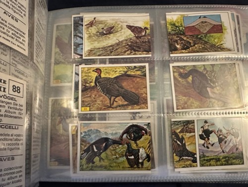 PANINI BIRDS : RARE COLLECTION OF LOOSE STICKERS 1-300 COMPLETE ALL IN VGC 1979 - Picture 4 of 10