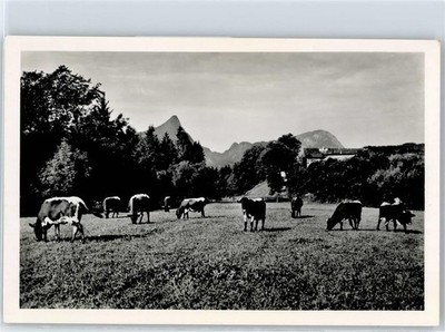 50680610 - 8230 Nonn pasture at Gablerhof, cow Berchtesgadener Land LKR