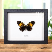 Taxidermy Tiger Butterfly Frame (Papilio bachus)