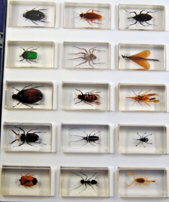 Verschiedene 3D TAXIDERMY INSEKTENKÄFER SPINNENKÄFER ACRYLHARZ BRIEFBESCHWERER Mix Posten