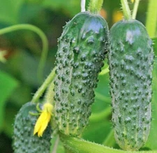 CUCUMBER SPACEMASTER Seeds Vegetable Garden COMPACT BUSH PLANT spring summer