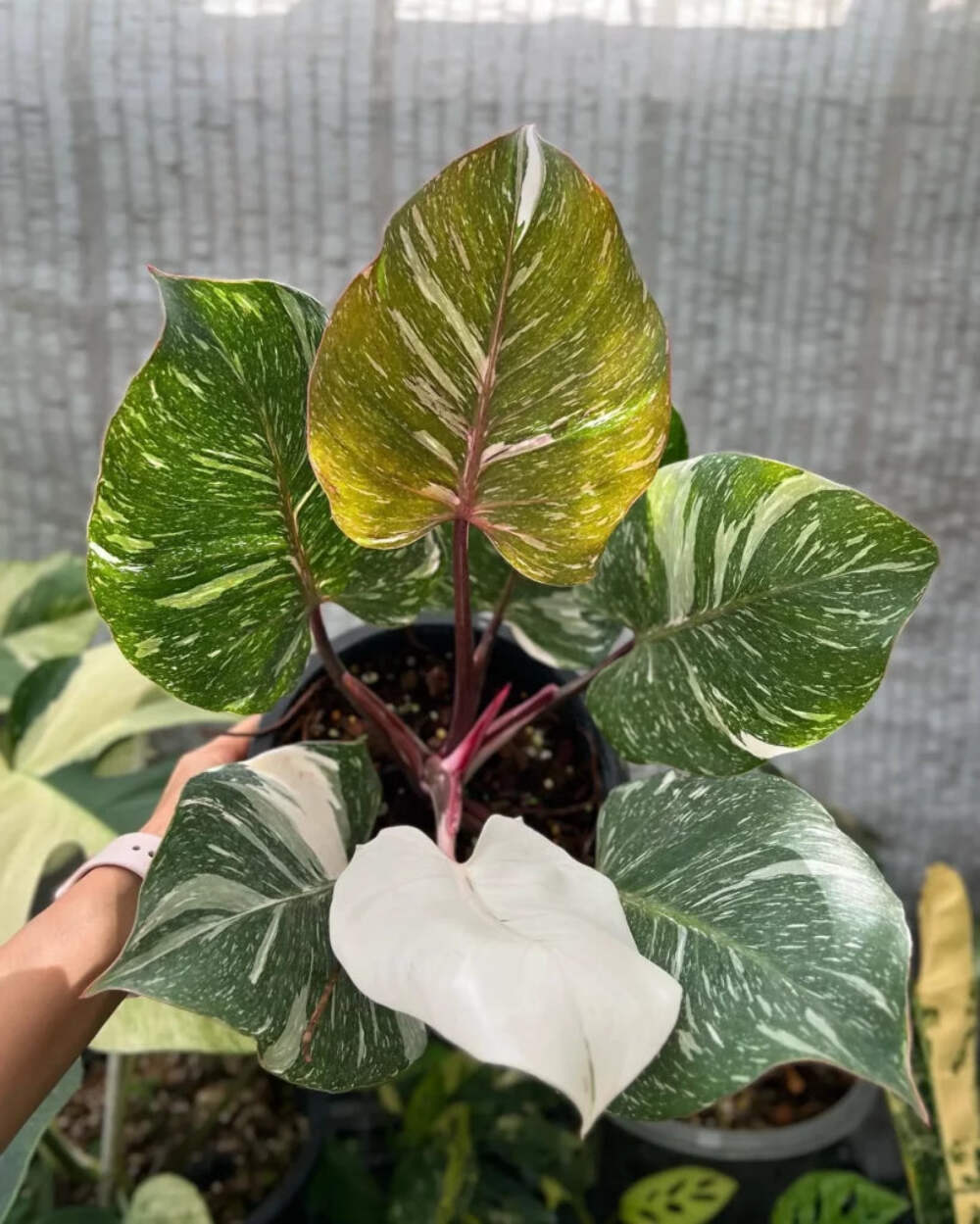 Philodendron White Knight Starter Plant – Rare Variegated Aroid, Live Houseplant