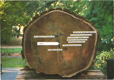 CA Avenue of the Giants Redwood Tree Ring History Chrome Postcard Unused