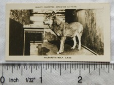 1926 Pattreiouex Real Photos Animals No. CA66 - Palearctic Wolf