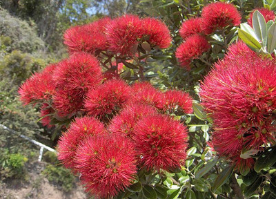 Metrosideros excelsa - New Zealand Christmas Tree - 150 Seeds | eBay