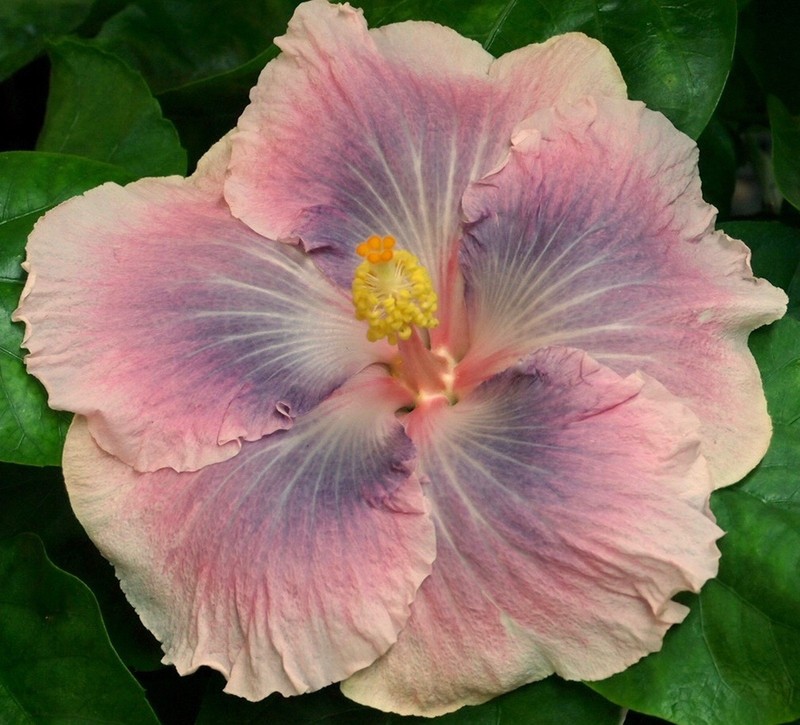 MOUNTAIN MIST (HVH- ) Tropical Hibiscus -- Plant in 4.5" pot