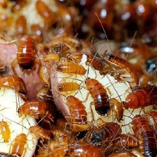 200 Turkestan Red Runner 'Blatta Lateralis' Roaches - Adult - Nymphs mix