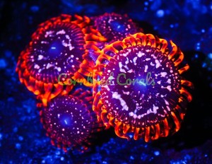 Cornbred's Utter Chaos Palys - 1 POLYP - Frag - LIVE CORAL