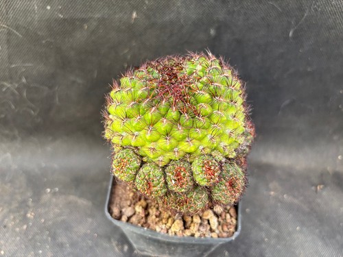 SULCOREBUTIA MENTOSA VIVAIO IL GIARDINO DI MAYA CACTUS A55 - Foto 7 di 13