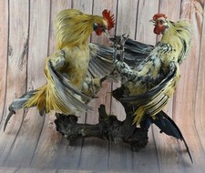 Peluche 2 coqs de combat taxidermie beauté oiseaux colorés