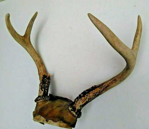 Vintage PA Whitetail deer antlers 4 pt. buck horns taxidermy crafts - 第 2/6 張圖片