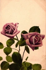 Schoenig's Printed Postcard Two Pink Lavender Roses Postmarked Yonkers NY 1907