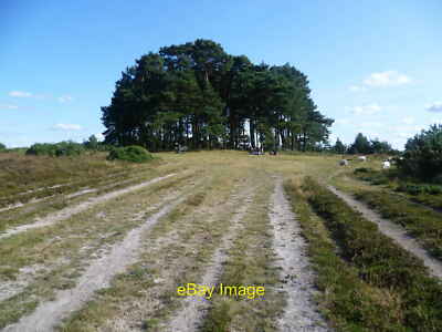 Foto 6x4 Spur führt zu Camp Hill Clump Ashdown Forest ist ein ehemaliges Medium c2012