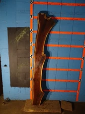 A2340   3'  THICK - Black Walnut Live Edge Slab mantel  Rustic - KILN DRIED