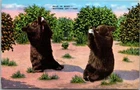 Bear in Mind Humor Bears drinking Glass of Milk Vintage Linen Postcard B4