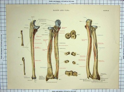 Original alter antiker Druck Radius Ulna menschliche Knochen Arm Biologie