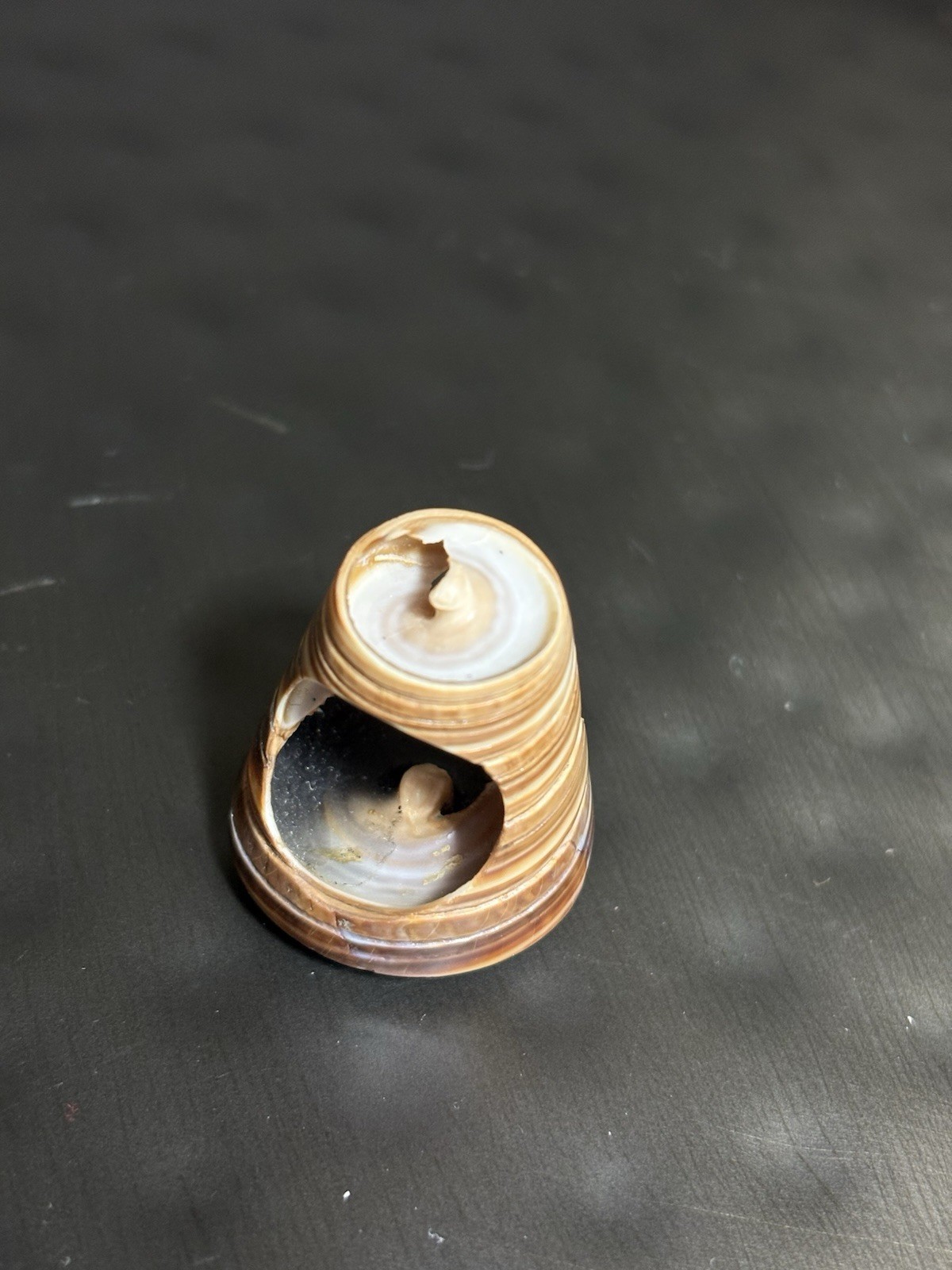 Spiral Shell Carved Seashell Ring Double Sided Si… - image 9