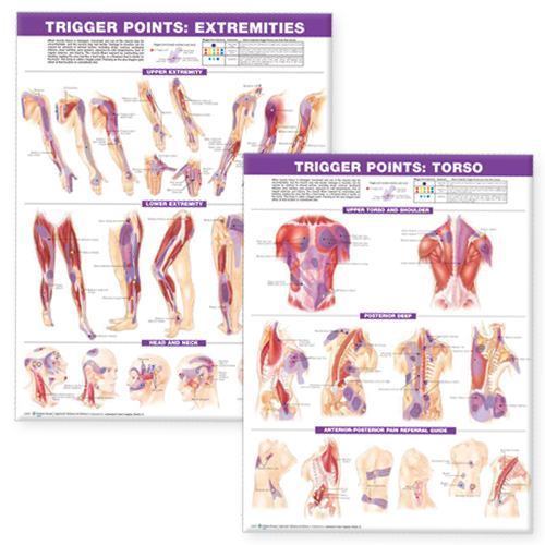 Trigger Point - Extremities and Torso by Anatomical Chart Company Staff ...