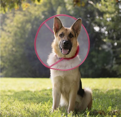 comfy cone pet recovery collar