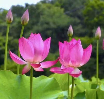 #ad #ad Pink Sacred Lotus Seeds Nelumbo Nucifera Water Holidays $7.59