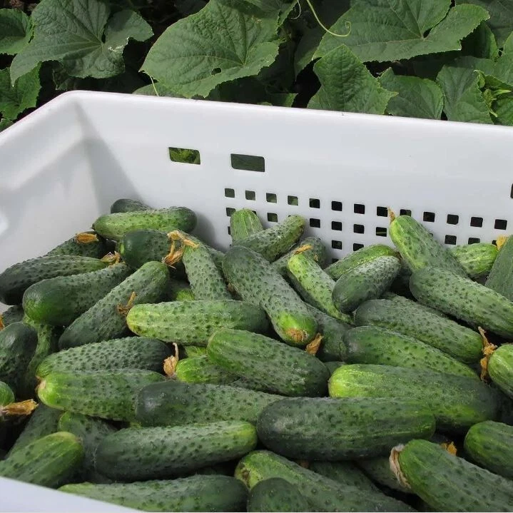 100 semillas de pepino Ajax F1 híbrido monjes Holanda семена огурец Ucrania Foto 3 de 4