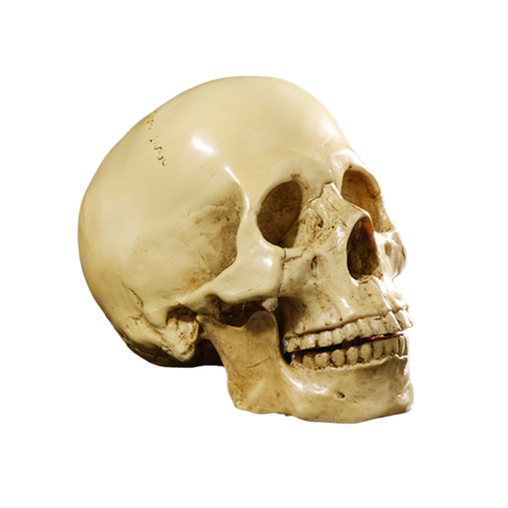 Lebensgroe 6,5 '' Realistische Menschliche Schdel Replik 1: 1  Anatomischen | eBay