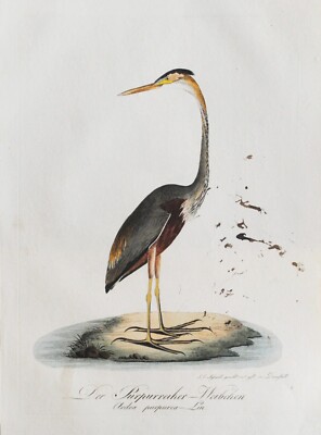 Antique Copperplate Engraving - ''Red Heron (Female)'' by Johann Conrad Susemihl