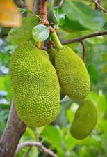 Jackfruit Seedling Tree Live - 8 to 10 Inches Tall - Artocarpus Heterophyllus
