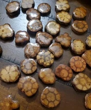 Ayahuasca Vine Slice