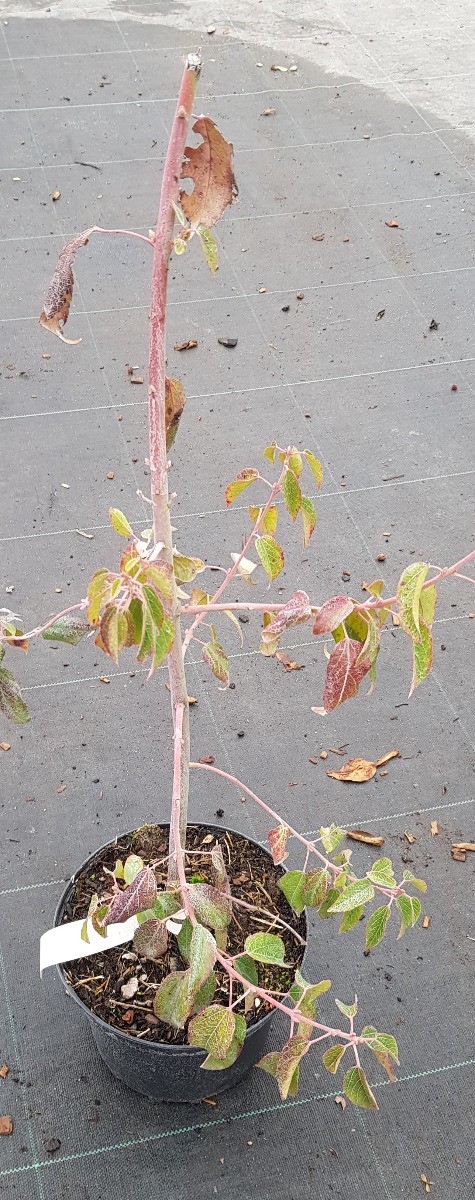 Aristotelia chilensis Mâle pour activer la fructification des vergers de Macqui du Chili pot 4L - 2