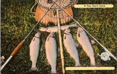 A Fine Day's Catch-Fly Fishing-Trout-Creel--Vintage Linen Postcard