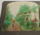 Griffith & Griffith Stereoview Photo White House Conservatory Washington D.C. — photo 2