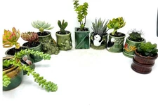 Succulent Plants Live Lot Set Of 8 Different Aloe & Cactus In 2 Inch Ceramic Pot
