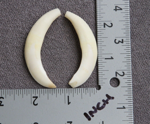 2 COLMILLOS DE JABALÍ REAL par dientes, taxidermia, artesanía, joyería, colgante - Imagen 2 de 12