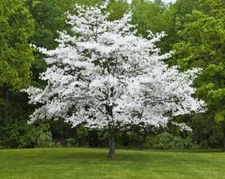 1 x White Floweriing Dog Wood
