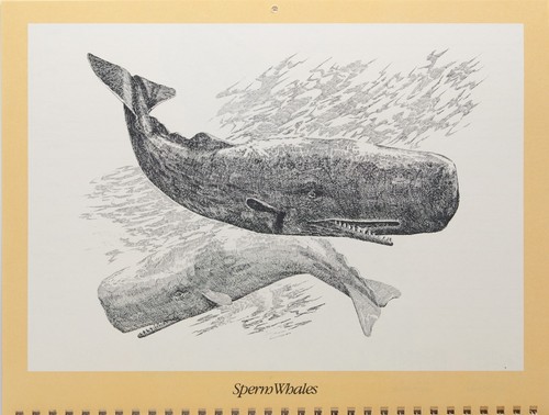 Gentle Giants of the Sea 1979 Whale Calendar, beautiful artwork, spiral bound - Picture 4 of 15