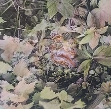 A Nightingale on Her Nest, England c1910's Magic Lantern Glass Slide