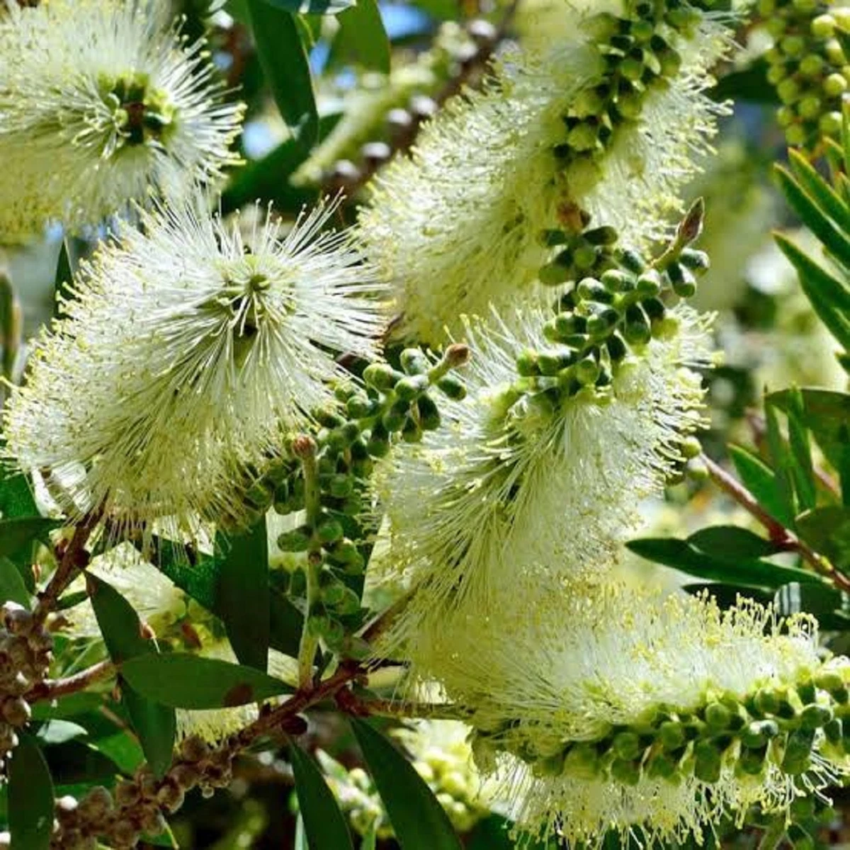 White bottle brush trees deals