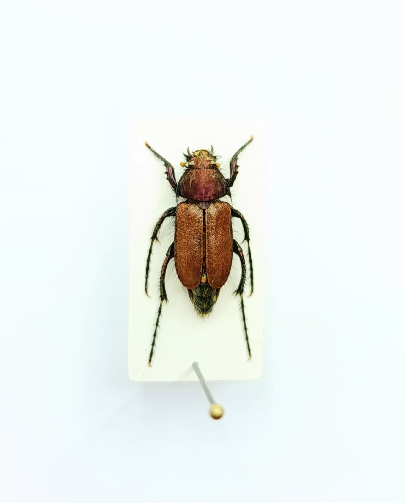 Entomology Taxidermy : Glaphyridae, Eulasia Papaveris Ssp. 17mm+/-.A1