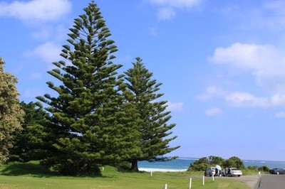 5 Fresh Norfolk Island Pine Araucaria Heterophylla Seeds Ebay