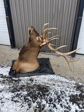 STUNNING Rocky Mountain Elk mount - 46” x 48” x 68” gorgeous taxidermy piece