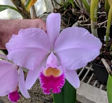 Cattleya trianae 'Colombian Queen' x sib nice BS plants great orchid species!