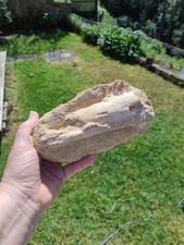 Mosasaur partial Jaw real teeth tooth with root fossil Dinosaur Marine  Jaw