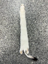 Tanned Weasel, black tip tail, Ermine, Crafts, Fur