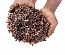 Lombrichi Rossi Californiani Eisenia fetida e Eisenia andrei gr. 500